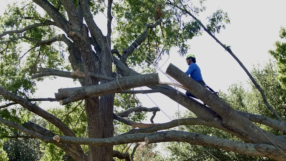 Professional Crown Thinning performed by certified arborists in West Simsbury