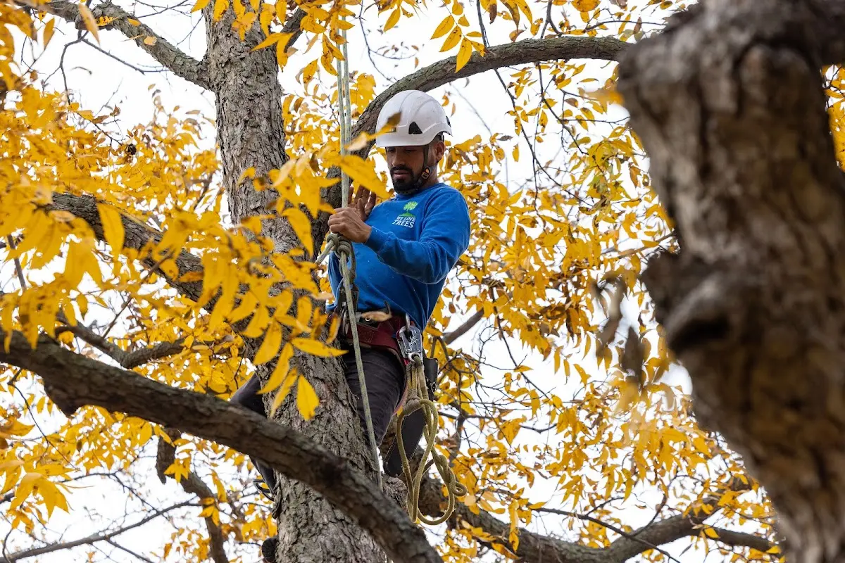 Skilled Tree Pruning crew working in West Simsbury